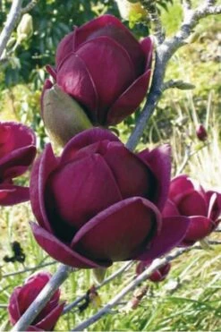 Genie Magnolia Tulip Tree - 5 Gallon Pot -Plant Series Shop Magnolia Genie 10 1