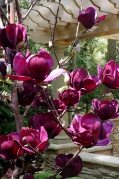 Genie Magnolia Tulip Tree - 5 Gallon Pot -Plant Series Shop Magnolia Genie 4 1
