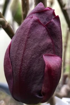 Genie Magnolia Tulip Tree - 5 Gallon Pot -Plant Series Shop Magnolia Genie 8 1