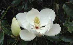 Little Gem Dwarf Southern Magnolia - 7 Gallon Pot (3-4') 17 Little Gem Dwarf Southern Magnolia - 7 Gallon Pot (3-4') -Plant Series Shop Magnolia Little Gem Bloom 2