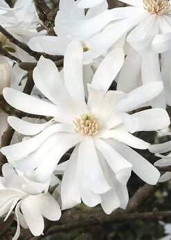 Royal Star Magnolia - 1 Gallon Pot 13 Royal Star Magnolia - 1 Gallon Pot -Plant Series Shop Magnolia Royal Star 10 2