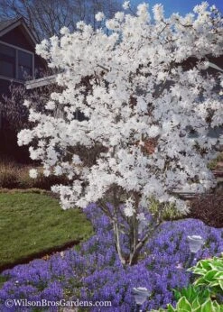 Royal Star Magnolia - 1 Gallon Pot 10 Royal Star Magnolia - 1 Gallon Pot -Plant Series Shop Magnolia Royal Star 12 2