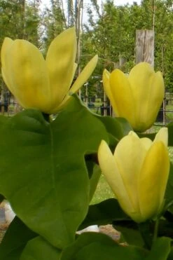 Yellow Bird Magnolia Tulip Tree - 1 Gallon Pot -Plant Series Shop Magnolia Yellow Bird 10 1