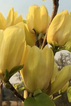 Yellow Bird Magnolia Tulip Tree - 1 Gallon Pot -Plant Series Shop Magnolia Yellow Bird 14 1