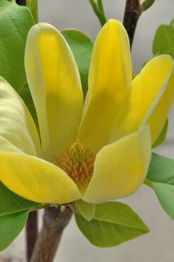 Yellow Bird Magnolia Tulip Tree - 1 Gallon Pot -Plant Series Shop Magnolia Yellow Bird 16 1