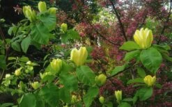 Yellow Bird Magnolia Tulip Tree - 1 Gallon Pot -Plant Series Shop Magnolia Yellow Bird 18 1