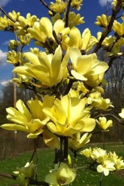Yellow Bird Magnolia Tulip Tree - 1 Gallon Pot -Plant Series Shop Magnolia Yellow Bird 32 1