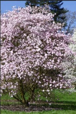 Centennial Blush Star Magnolia - 3 Gallon Pot -Plant Series Shop Magnolia stellata centennial blush 2