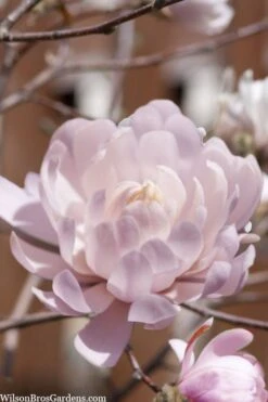 Centennial Blush Star Magnolia - 3 Gallon Pot -Plant Series Shop Magnolia stellata centennial blush 3