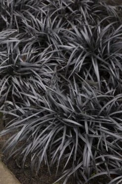 Black Mondo Grass (Ophiopogon Planiscapus 'Nigrescens') - 5 Pack Of Quart Pots