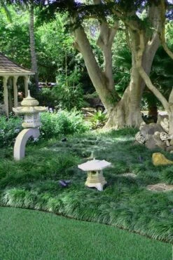 Tall Mondo Grass - 3 Pack Of Pint Pots -Plant Series Shop Mondo Grass Black 25