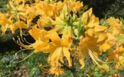 Admiral Semmes Native Azalea - Rhododendron - 3 Gallon Pot -Plant Series Shop Native Azalea Admiral Semmes 10