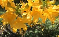 Admiral Semmes Native Azalea - Rhododendron - 3 Gallon Pot -Plant Series Shop Native Azalea Admiral Semmes 12