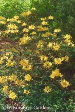 Admiral Semmes Native Azalea - Rhododendron - 3 Gallon Pot -Plant Series Shop Native Azalea Admiral Semmes 22 500x750 1