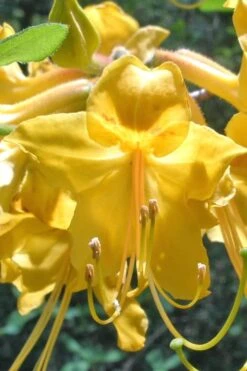 Admiral Semmes Native Azalea - Rhododendron - 3 Gallon Pot -Plant Series Shop Native Azalea Admiral Semmes 500x750 1