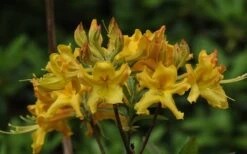 Jane's Gold Aromi Azalea (Rhododendron Hybrid) - 3 Gallon Pot -Plant Series Shop Native Azalea Janes Gold 1
