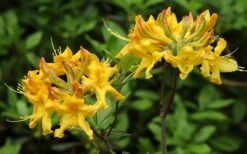 Jane's Gold Aromi Azalea (Rhododendron Hybrid) - 3 Gallon Pot -Plant Series Shop Native Azalea Janes Gold 3