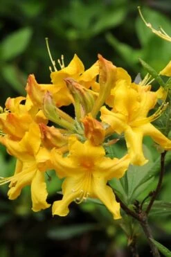 Jane's Gold Aromi Azalea (Rhododendron Hybrid) - 3 Gallon Pot -Plant Series Shop Native Azalea Janes Gold 4