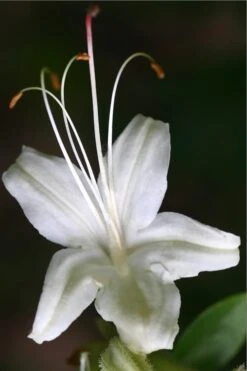 June Jubilee Aromi Azalea (Rhododendron Hybrid) - 3 Gallon Pot -Plant Series Shop Native Azalea June Jubilee 2
