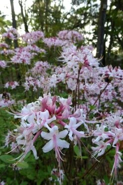 Varnadoes Phlox Pink Native Azalea - Rhododendron Canescens - 1 Gallon Pot -Plant Series Shop Native Azalea Varnadoes Pink Phlox 54 1