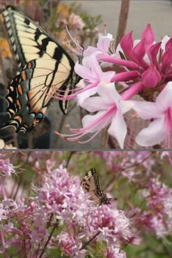 Varnadoes Phlox Pink Native Azalea - Rhododendron Canescens - 1 Gallon Pot -Plant Series Shop Native Azalea Varnadoes Pink Phlox 55 1