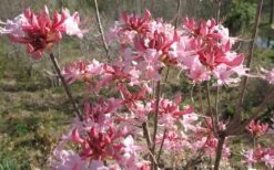 Varnadoes Phlox Pink Native Azalea - Rhododendron Canescens - 1 Gallon Pot -Plant Series Shop Native Azalea Varnadoes pink Blooms 3 1