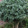 Wheeler's Cold Hardy Fragrant Tea Olive (Osmanthus) - 3 Gallon Pot