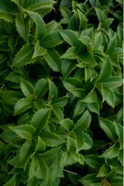 Wheeler's Cold Hardy Fragrant Tea Olive (Osmanthus) - 3 Gallon Pot -Plant Series Shop Osmanthus Carl Wheeler 15