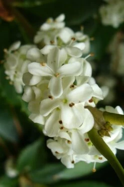 Wheeler's Cold Hardy Fragrant Tea Olive (Osmanthus) - 3 Gallon Pot -Plant Series Shop Osmanthus Carl Wheeler 9