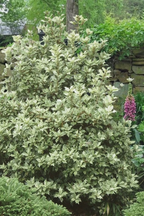 Goshiki Osmanthus (Variegated False Holly) - 1 Gallon Pot 4 Goshiki Osmanthus (Variegated False Holly) - 1 Gallon Pot - Image 4