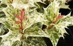 Goshiki Osmanthus (Variegated False Holly) - 5 Gallon Pot -Plant Series Shop Osmanthus Goshiki Foliage Closeup 2 3
