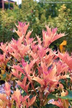 Party Lights Pink Flush Tea Olive - Osmanthus Heterophyllus - 3 Gallon Pot 9 Party Lights Pink Flush Tea Olive - Osmanthus Heterophyllus - 3 Gallon Pot -Plant Series Shop Osmanthus Party Lights 11 1