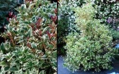 Fragrant Variegated Tea Olive - Osmanthus Heterophyllus 'Variegatus' - 3 Gallon Pot -Plant Series Shop Osmanthus Variegated False Holly 2