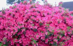 Judge Solomon Southern Indica Azalea - 1 Gallon Pot -Plant Series Shop Picture Azlea Judge Solomon Flowers 1