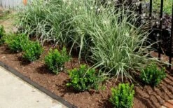 Baby Gem Boxwood - 2 Gallon Pot -Plant Series Shop Picture Boxwood Baby Gem Edger 1