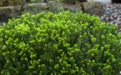 Baby Gem Boxwood - 7 Gallon Pot -Plant Series Shop Picture Boxwood Baby Gem Leaves 3