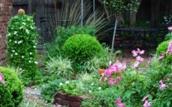 Baby Gem Boxwood - 2 Gallon Pot -Plant Series Shop Picture Boxwood Baby Gem Specimen 1