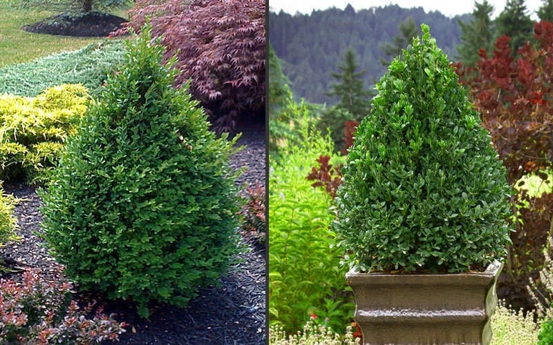 Green Mountain Boxwood - 2 Gallon Pot 7 Green Mountain Boxwood - 2 Gallon Pot - Image 7