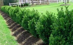 Green Mountain Boxwood - 2.5 Quart Pot 11 Green Mountain Boxwood - 2.5 Quart Pot -Plant Series Shop Picture Boxwood Green Mountain Hedge 3
