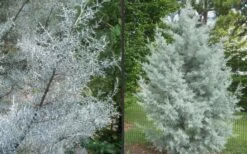 Silver Smoke Arizona Cypress - 6 Pack Of 1 Gallon Pots -Plant Series Shop Picture Cypress Silver Smoke 2