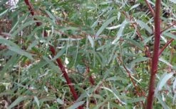 Angus Cold Hardy Eucalyptus Tree (Eucalyptus Nicholii) - 3 Quart Pot 12 Angus Cold Hardy Eucalyptus Tree (Eucalyptus Nicholii) - 3 Quart Pot -Plant Series Shop Picture Eucalyptus Tree Anugus Willow Leaf Peppermint 2