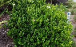 August Beauty Gardenia - 3 Gallon Pot -Plant Series Shop Picture Gardenia August Beauty 2