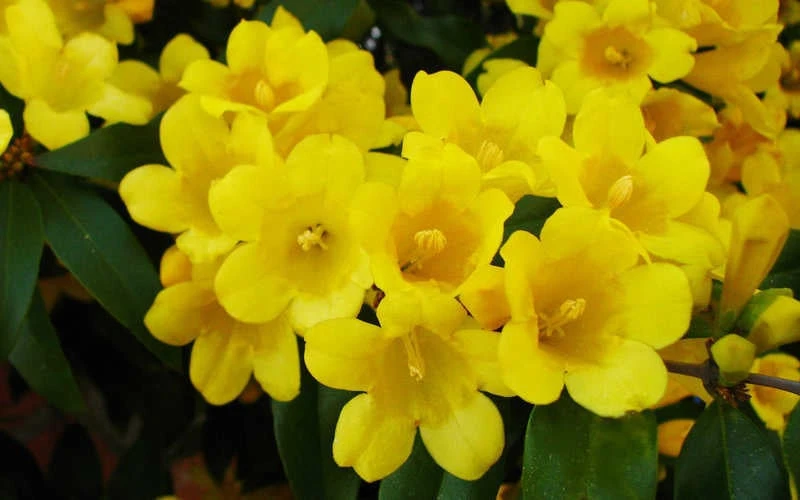 Butterscotch Yellow Jasmine (Jessamine) - Gelsemium Sempervirens - 1 Gallon Pot 7 Butterscotch Yellow Jasmine (Jessamine) - Gelsemium Sempervirens - 1 Gallon Pot - Image 7