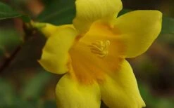 Butterscotch Yellow Jasmine (Jessamine) - Gelsemium Sempervirens - 1 Gallon Pot 13 Butterscotch Yellow Jasmine (Jessamine) - Gelsemium Sempervirens - 1 Gallon Pot -Plant Series Shop Picture Jasmine Butterscotch 4
