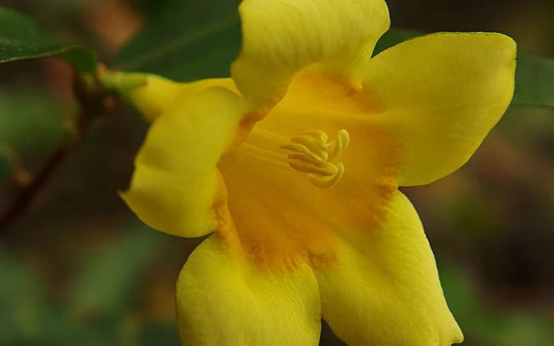 Butterscotch Yellow Jasmine (Jessamine) - Gelsemium Sempervirens - 1 Gallon Pot 6 Butterscotch Yellow Jasmine (Jessamine) - Gelsemium Sempervirens - 1 Gallon Pot - Image 6