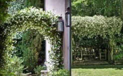 Madison Confederate Jasmine - 3 Gallon Pot -Plant Series Shop Picture Jasmine Madison 3