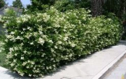 Wavy Leaf Ligustrum Recurvifolium - 1 Gallon Pot 13 Wavy Leaf Ligustrum Recurvifolium - 1 Gallon Pot -Plant Series Shop Picture Ligustrum Wavy Leaf Hedge