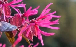 Purple Pixie Loropetalum - 3 Gallon Pot -Plant Series Shop Picture Loropetalum Purple Pixie Flower