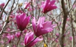 Ann Magnolia Tulip Tree - 5 Gallon Pot -Plant Series Shop Picture Magnolia Ann 1