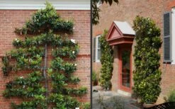 Little Gem Dwarf Southern Magnolia - 7 Gallon Pot (3-4') 13 Little Gem Dwarf Southern Magnolia - 7 Gallon Pot (3-4') -Plant Series Shop Picture Magnolia Little Gem Espalier 2